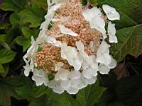 Hydrangea quercifolia 'Snow Queen' (3) (Photo F. Mrugala)